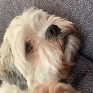 Meet your Posher, Samuel